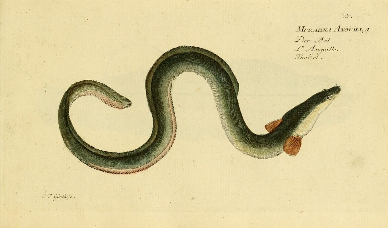 Historische Illustration: Aal