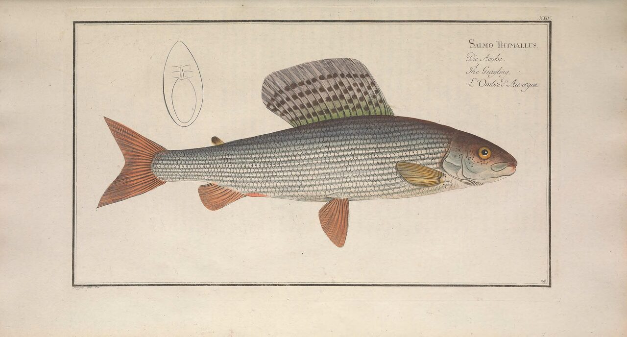 Historische Illustration: Äsche