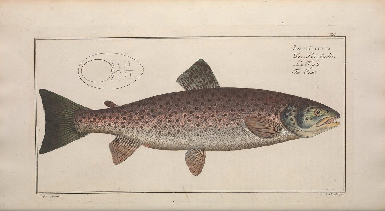 Historische Illustration: Bachforelle