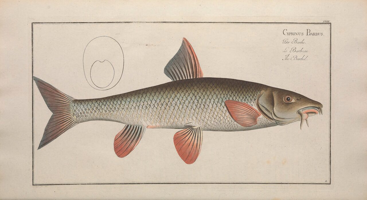 Historische Illustration: Barbe