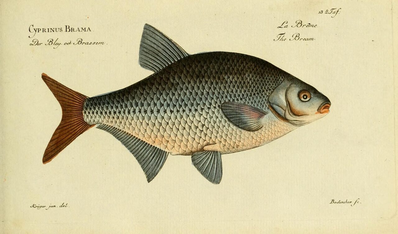 Historische Illustration: Brasse