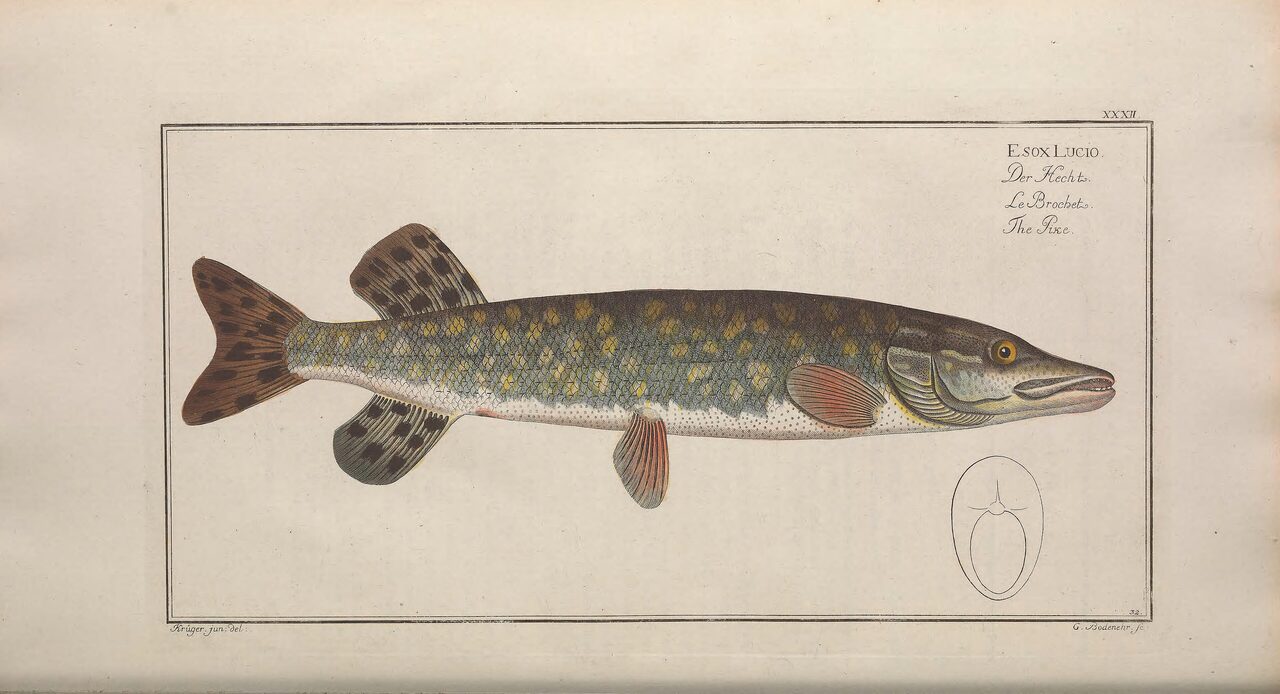 Historische Illustration: Hecht