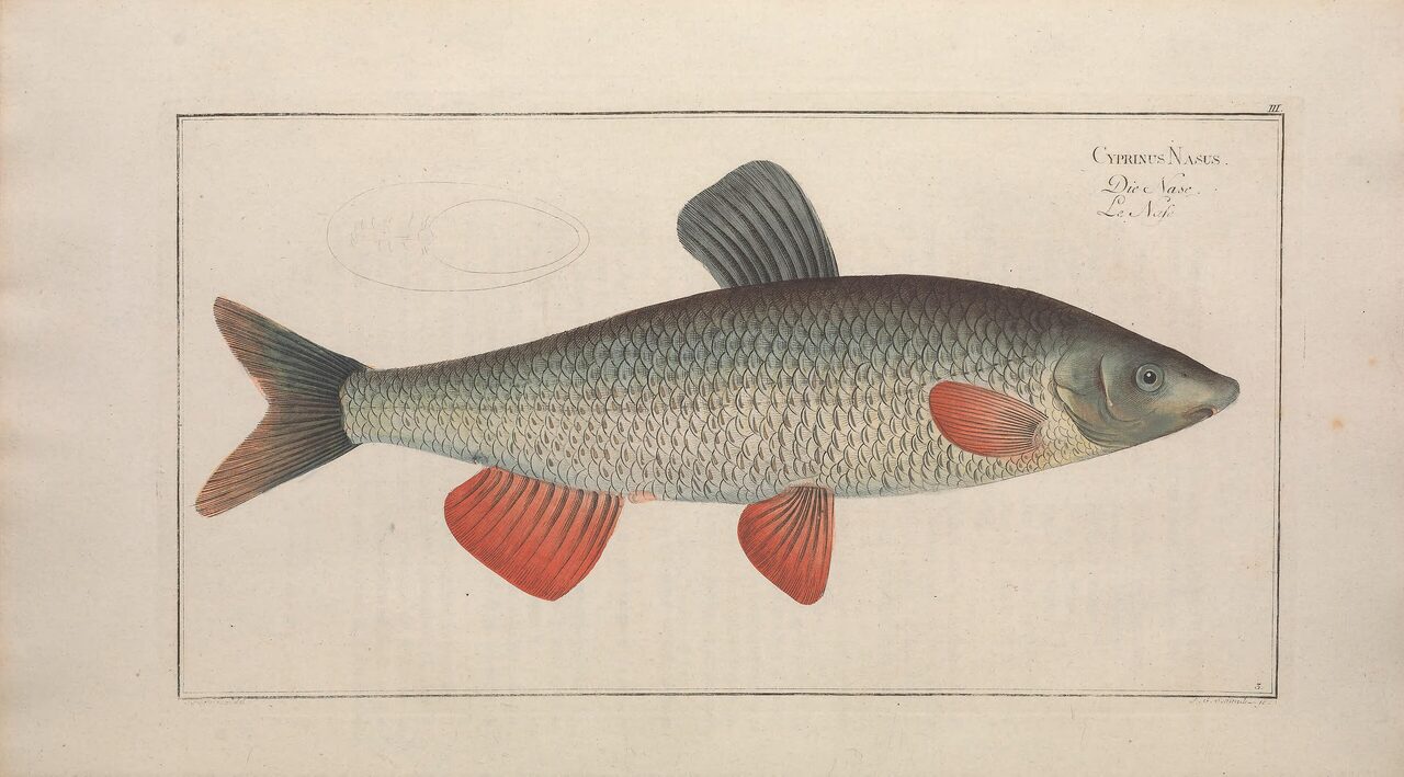 Historische Illustration: Nase