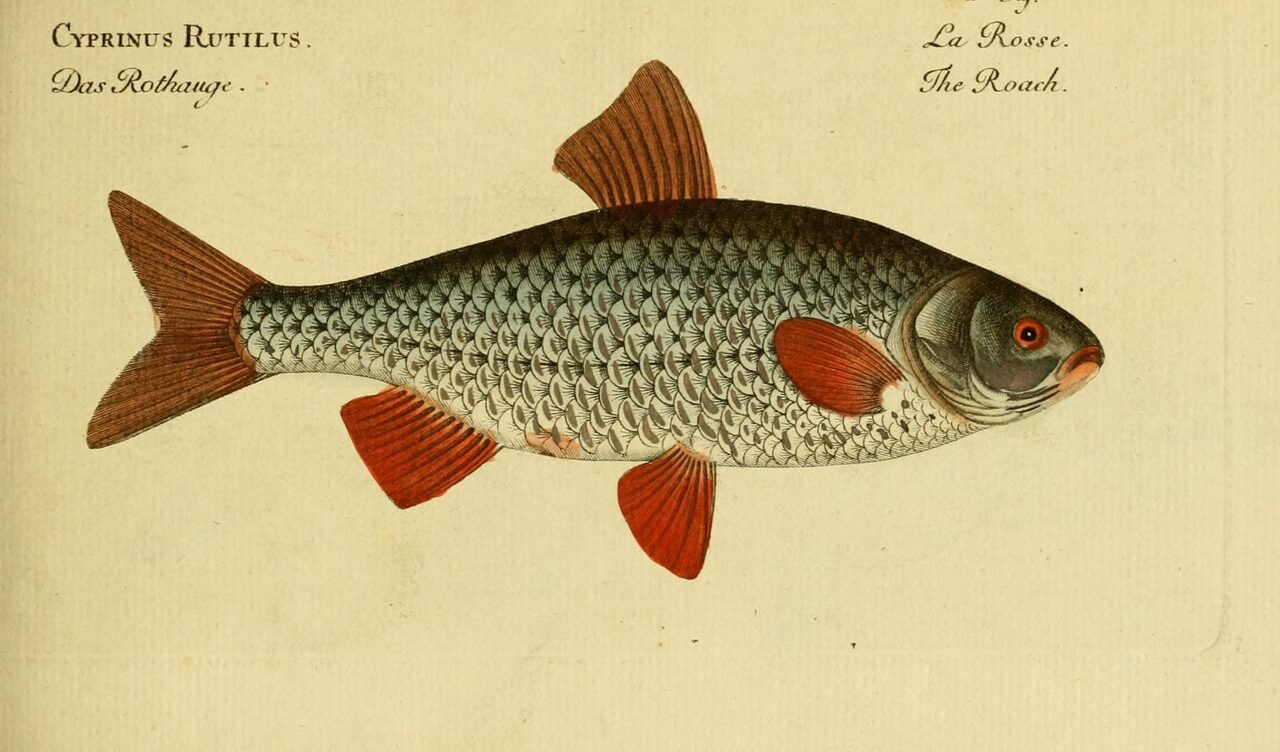 Historische Illustration: Rotauge