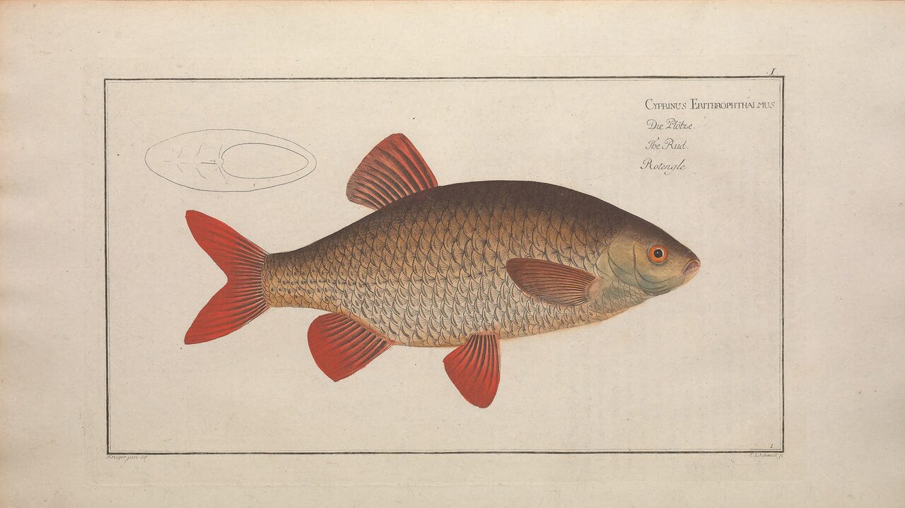 Historische Illustration: Rotfeder