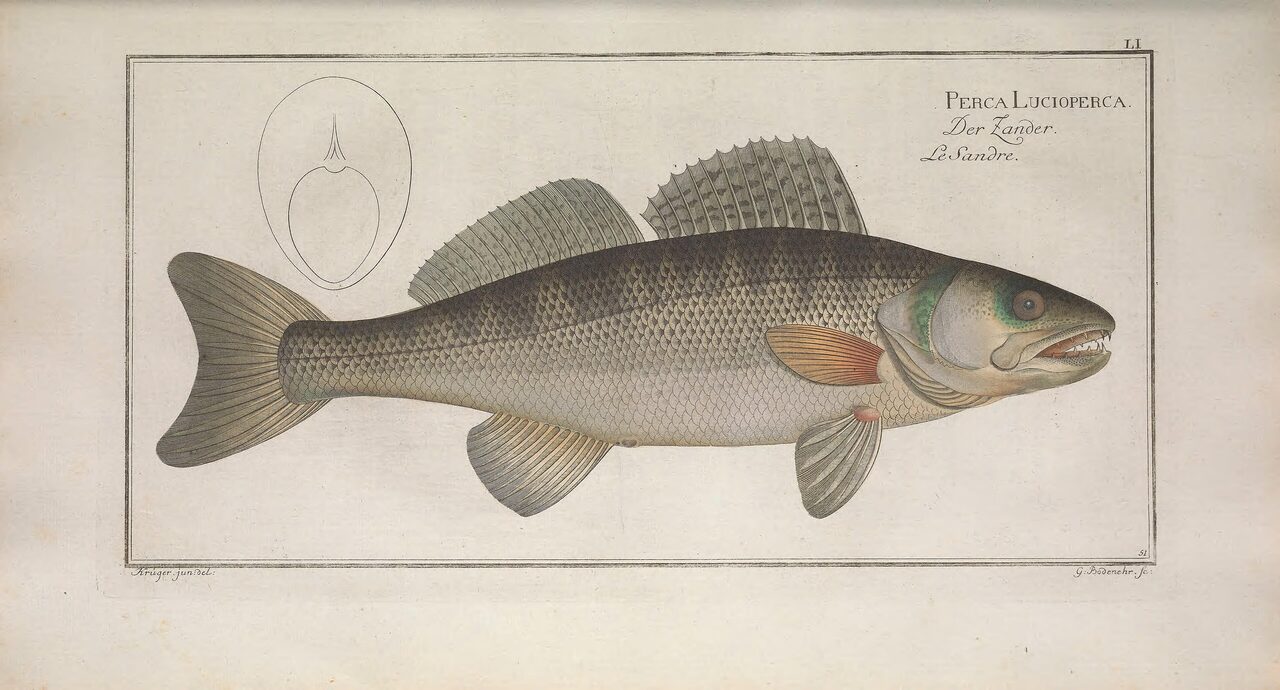 Historische Illustration: Zander