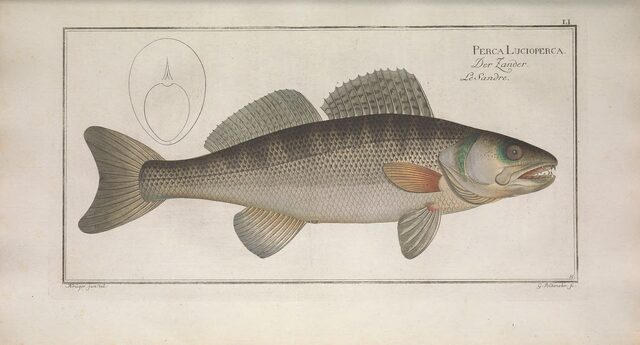 Zander