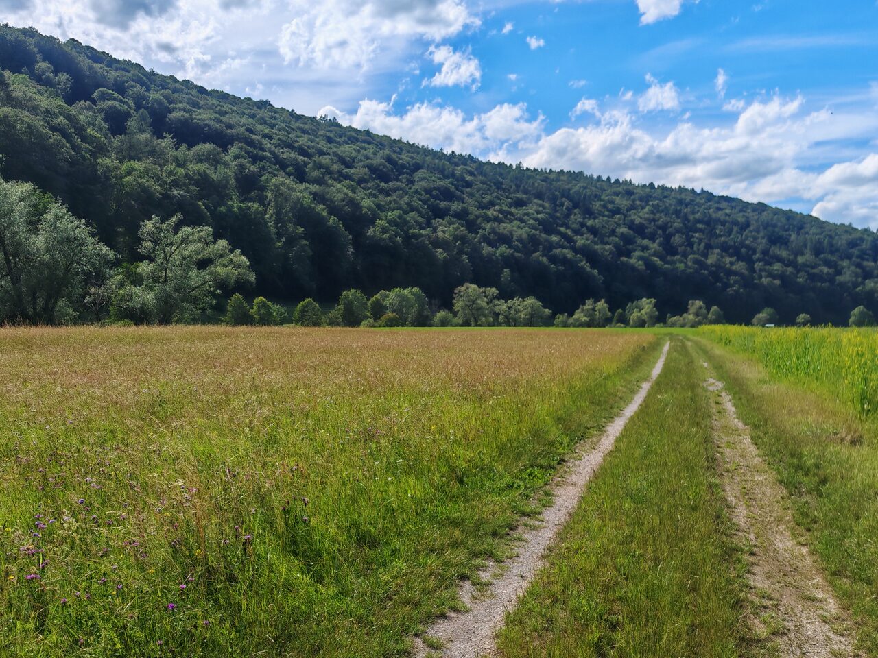 Weg hinunter zur Saale