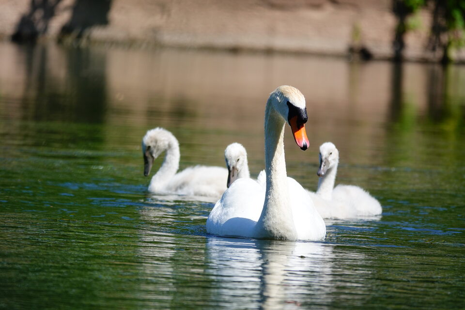 Höckerschwan
